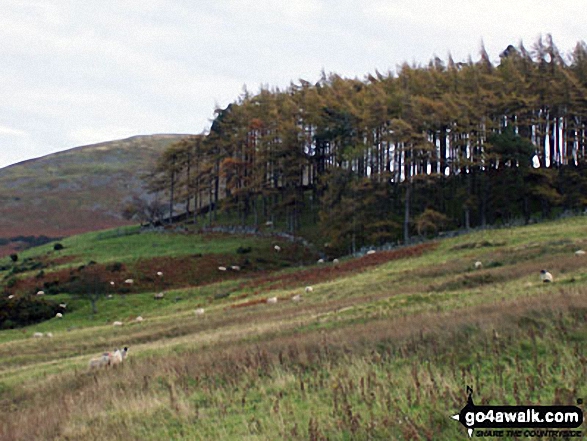 Walk n200 The Schil from Hethpool - The St Cuthbert's Way near Scaldhill