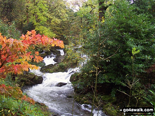 Walk c232 Loughrigg Fell from Ambleside - Rydal Beck at Rydal Hall