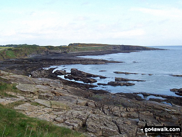 Walk n168 Cullernose Point from Craster - Howick Haven