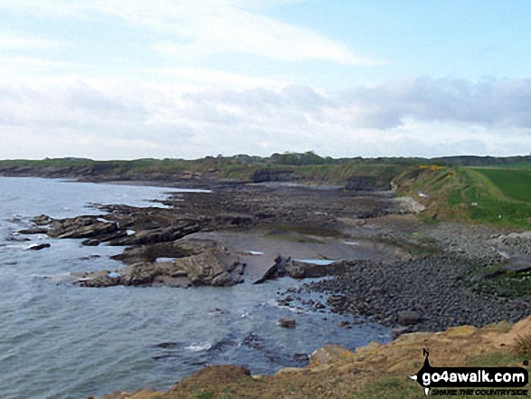 Walk n168 Cullernose Point from Craster - Cullernose Point