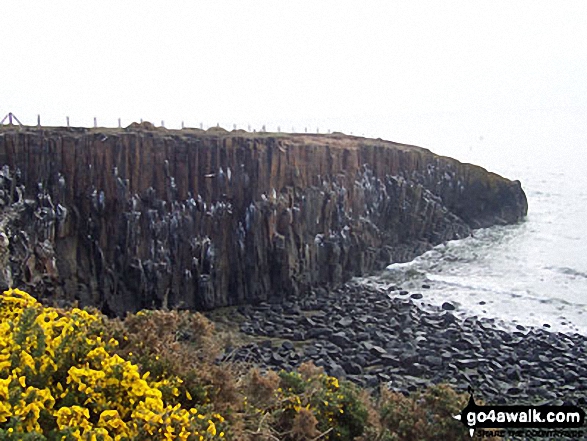 Walk n152 Dunstan from Craster - Looking north to Cullernose Point