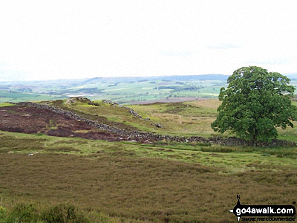 Walk n115 Target Plantation from Rothbury - Looking West from Glitteringstone