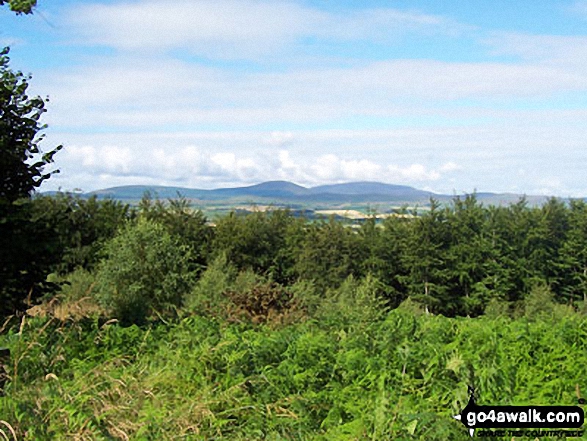 Walk n159 Ros Castle (Ross Castle) from Hepburn Wood - Castle from Hepburn Wood Forestry Car Park