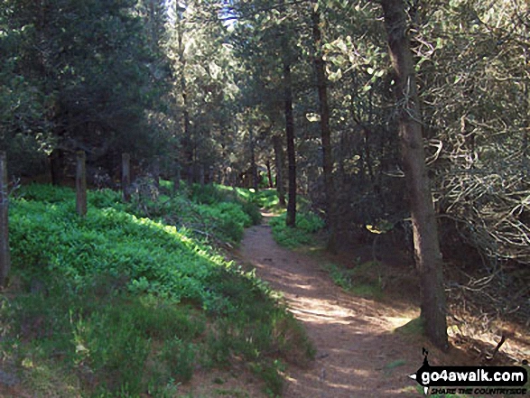 West Wood in the Harbottle Hills 