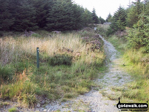 Walk gw151 Mynydd Mawr (Llyn Cwellyn) from Rhyd Ddu - Path through Beddgelert Forest