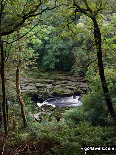 The River Wharf tumbles through The Strid in Strid Wood, Wharfedale 