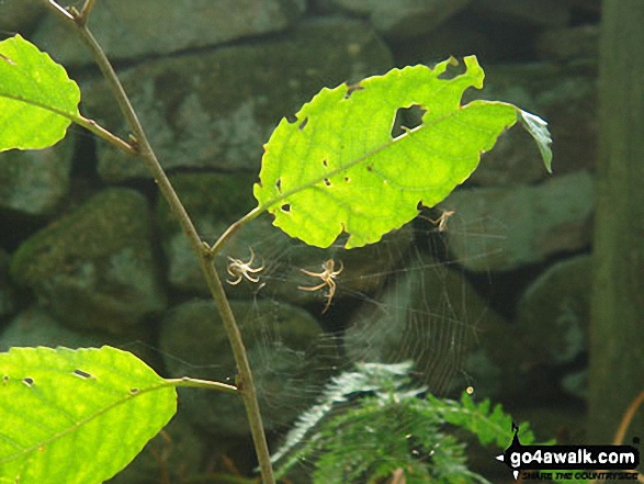 Spiders doing their thing whilst the sun shines, Strid Wood, Wharfedale 