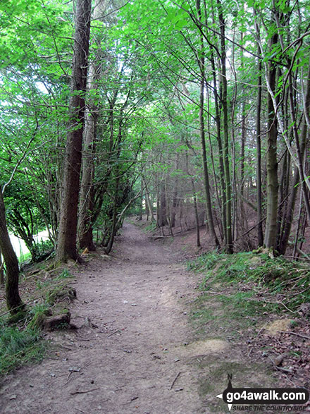 Walk ny222 Ana Cross and Appleton-le-Moor from Hutton-le-Hole - Walking through Hagg Wood near Lastingham