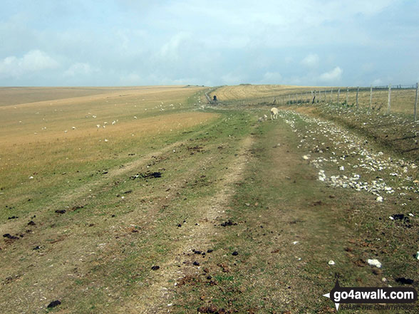 Walk es144 Firle Beacon from Alfriston - Walking across Bostal Hill