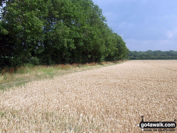 Fields near Bopeep Farm 