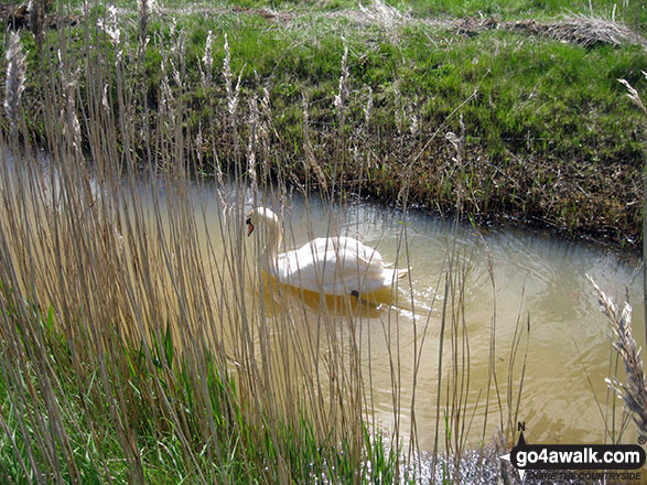 Walk nf104 Horsey Mere from Horsey - Swan in a drainage dyke near Horsey Corner