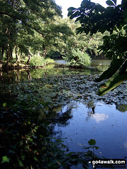 Walk su168 Tandridge from Godstone - Leigh Place Pond near Godstone