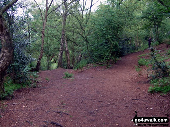 Walk ch110 Helsby Hill and The Sandstone Trail from Frodsham - The Sandstone Trail in Dunsdale Wood near Frodsham