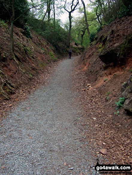 Walk ch110 Helsby Hill and The Sandstone Trail from Frodsham - The Sandstone Trail in Snidley Moor Wood