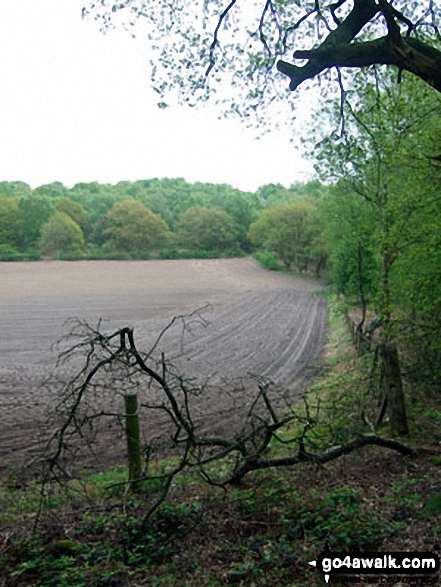 Walk ch110 Helsby Hill and The Sandstone Trail from Frodsham - Farmland on the edge of Snidley Moor Wood