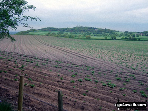 Walk ch110 Helsby Hill and The Sandstone Trail from Frodsham - Helsby Hill from Snidley Moor Wood