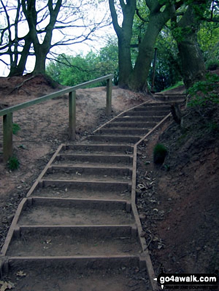 Walk ch110 Helsby Hill and The Sandstone Trail from Frodsham - Sandstone Trail descending into Dunsdale Wood near Frodsham