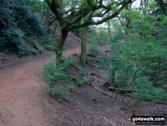 Walk ch110 Helsby Hill and The Sandstone Trail from Frodsham - The Sandstone Trail in Dunsdale Wood near Frodsham