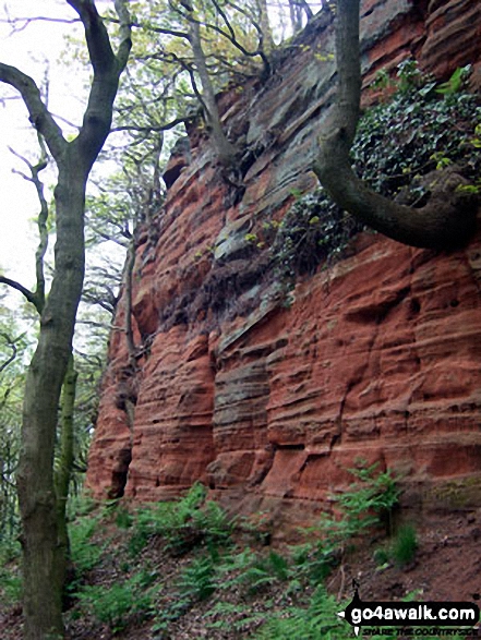 Walk ch110 Helsby Hill and The Sandstone Trail from Frodsham - On The Sandstone Trail in Dunsdale Wood near Frodsham