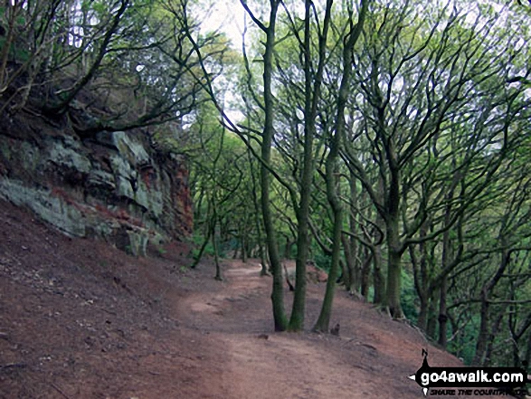 Walk ch110 Helsby Hill and The Sandstone Trail from Frodsham - The Sandstone Trail in Dunsdale Wood near Frodsham