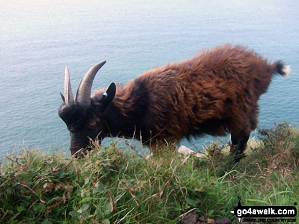 Walk de106 The Valley of Rocks from Lynton - Wild goat on the South West Coast Path beneath Rugged Jack