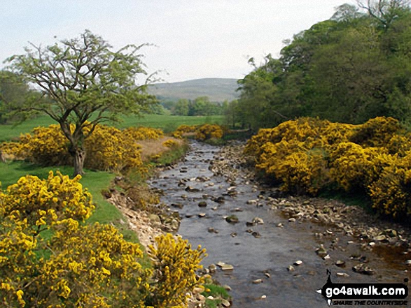 Walk l117 Mallowdale Pike and Ward's Stone from Abbeystead - Broom in bloom along Tarnbrook Wyre near Abbeystead