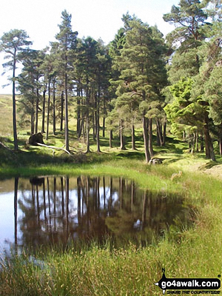 Walk c441 Flinty Fell from Nenthead - Pool at the bottom of Dowgang Hush