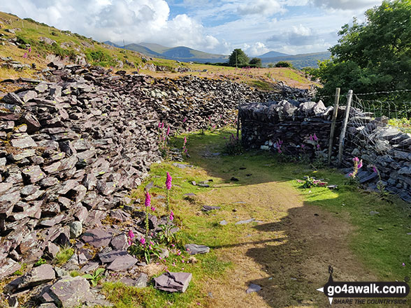 Walk gw160 Gyrn (Llanllechid) and Moel Wnion from Rachub - The path back to Rachub