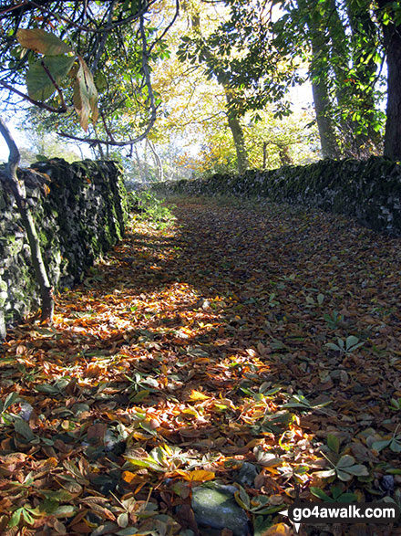 Walk d318 Beresford Dale, Alstonefield and Wolfescote Dale from Hartington - Walled footpath in Beresford Dale