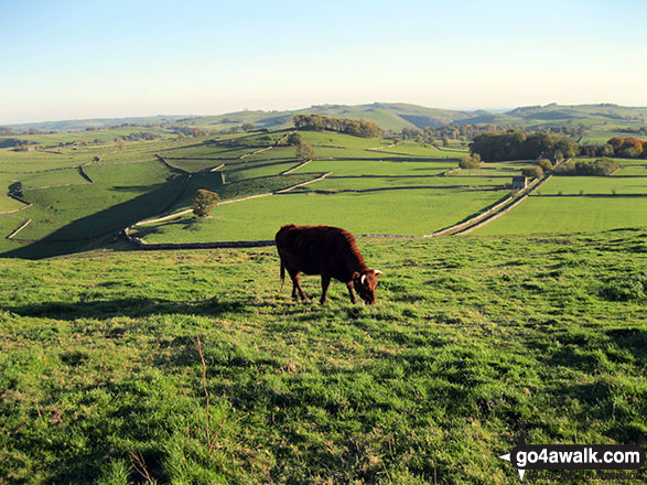 Walk s113 Milldale, Wolfscote Dale, Wolfscote Hill, Narrowdale Hill and Gratton Hill from Alstonefield - Cow on the summit of Narrowdale Hill