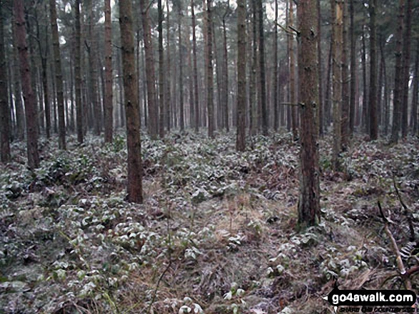 Lees Moor Wood (South East Top) summit The highest point in Lees Moor Wood - but private woodland