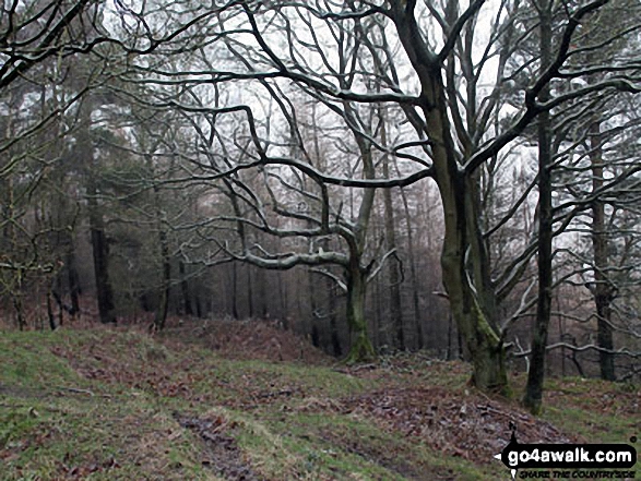 Walk d159 Edensor, Calton Pastures and Lees Moor Wood from Calton Lees - In Manners Wood