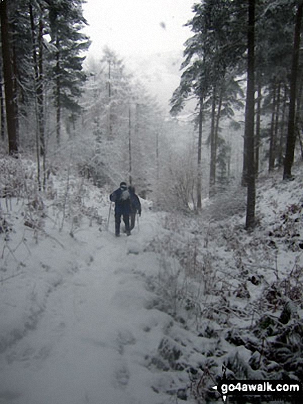 Walk d271 Winhill Pike (Win Hill) from Yorkshire Bridge - Tramping through the Winhill Pike (Win Hill) woods in heavy snow