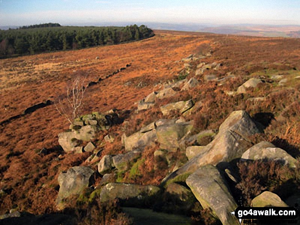 Walk d181 Hob Hurst's House and Beeley Moor from Hell Bank Plantation, Beeley - Harland Edge on Beeley Moor