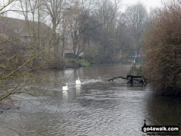 Walk d253 Edensor, Chatsworth Park and Rowsley from Bakewell - Swans on The River Wye at Bakewell