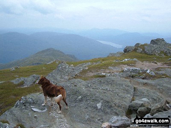 Walk ab121 Ben Vorlich (Arrochar Alps) from Inveruglas - Frank on Ben Vorlich (The Arrochar Alps)