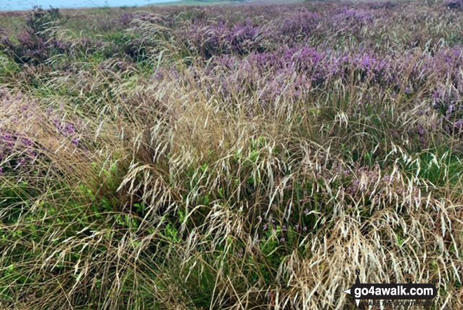 Walk d275 Foolow, Bretton Clough and Sir William Hill from Eyam - Eyam Moor