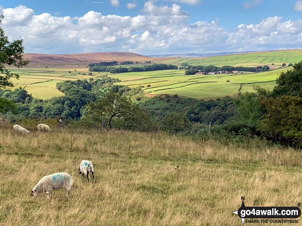 Walk d133 Sir William Hill, Abney and Bretton from Eyam - Eyam Moor from Sir William Hill