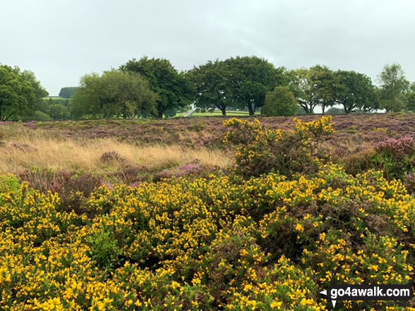 Walk d275 Foolow, Bretton Clough and Sir William Hill from Eyam - Eyam Moor