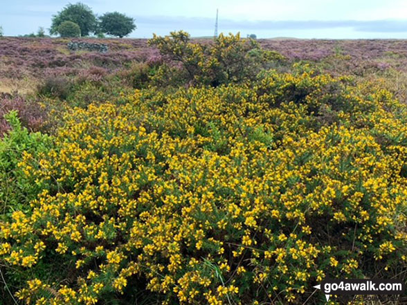 Walk d107 Abney Clough, Eyam Moor and Sir William Hill from Bretton - Eyam Moor