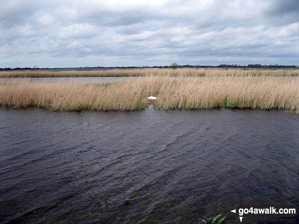 Swan's nest in the reeds of the River Bure 