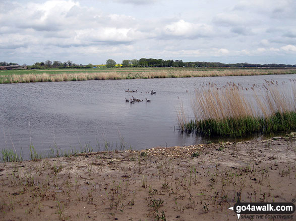 Water fowl on the River Bure 