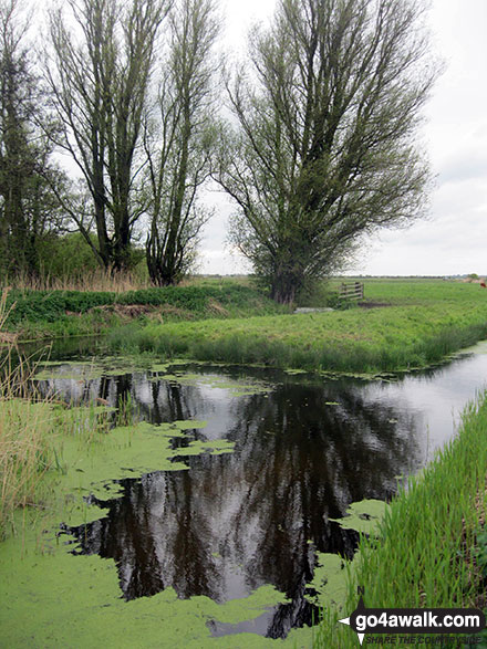 Walk nf117 The River Bure from South Walsham Broad (Pilson Green) - Upton Marshes