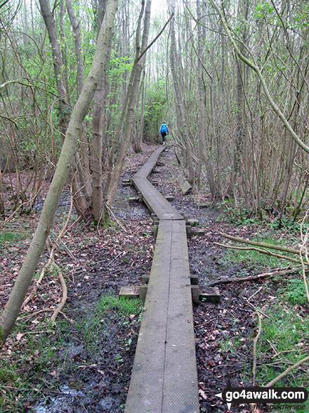 Walk nf117 The River Bure from South Walsham Broad (Pilson Green) - Duckboards in Upton Broad and Marshes Nature Reserve