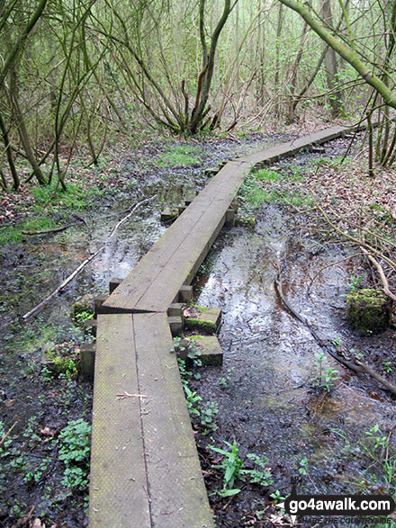 Walk nf117 The River Bure from South Walsham Broad (Pilson Green) - Duckboards in Upton Broad and Marshes Nature Reserve