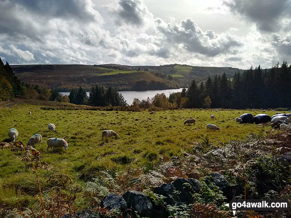 Walk sy104 Lodge Moor (Ughill Moors) from Strines Reservoir - Strines Reservoir