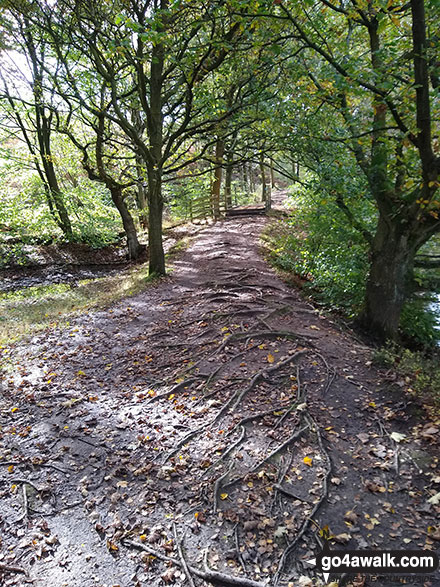 Walk sy104 Lodge Moor (Ughill Moors) from Strines Reservoir - The Sheffield Country Walk path beside Dale Dike Reservoir