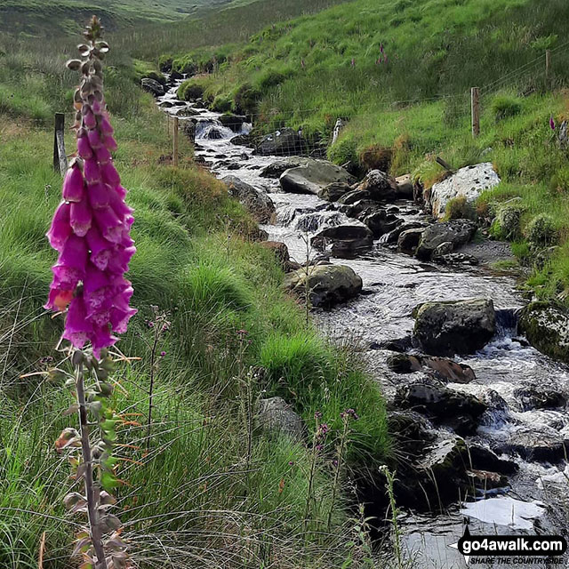 Following Nant-y-moch at the start of the walk up Pen Pumlumon Fawr (Plynlimon) 