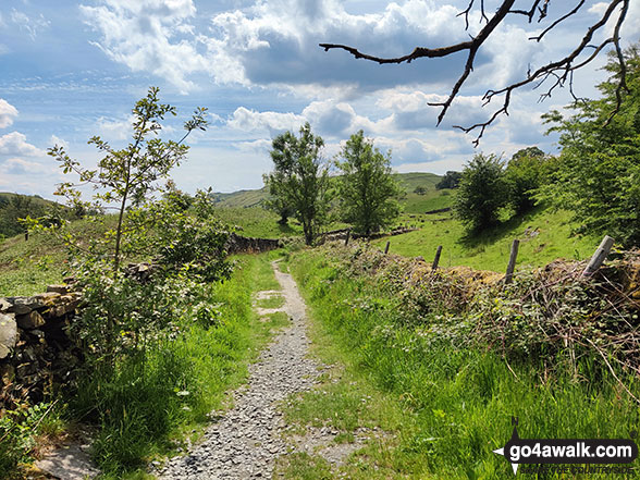 The path across Meadowplatts Plantation, Kentmere 