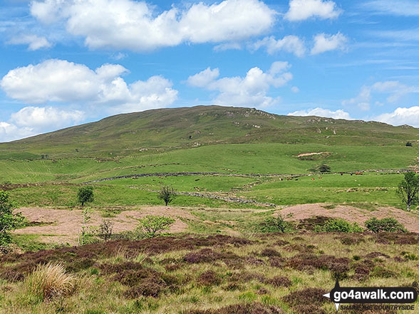 Walk c449 Sour Howes and Sallows from Kentmere - Sallows from Meadowplatts Plantation